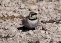 Horned Lark _0735